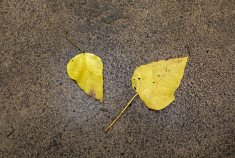 photo, Hana Highway Leaves